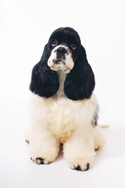 黑白相间的美国可卡犬坐在室内