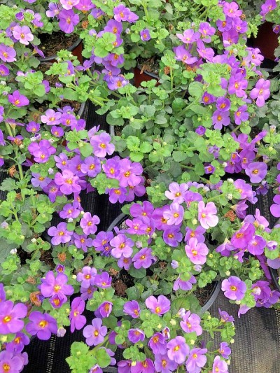 紫色的一种花朵