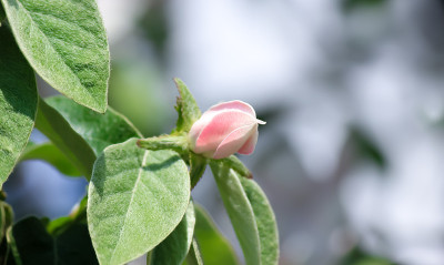 苹果树在五月开花。