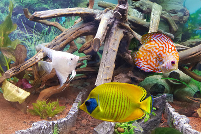室内水族馆。热带淡水水族馆