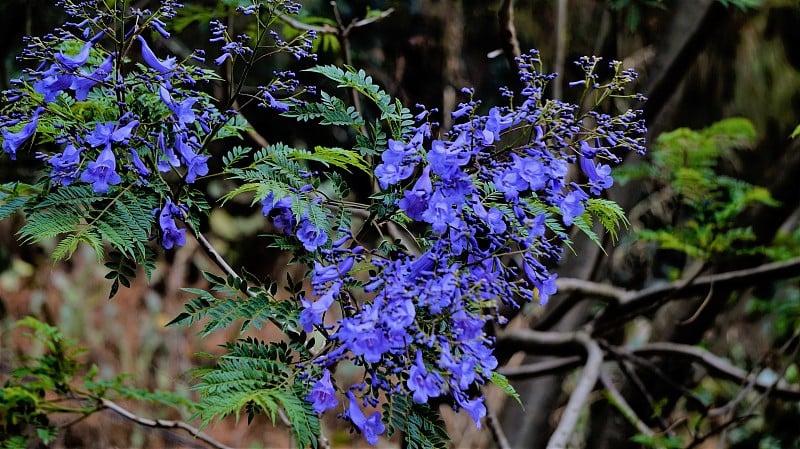 蓝花楹树