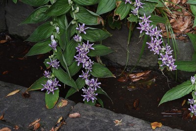 日本蟾蜍莉莉