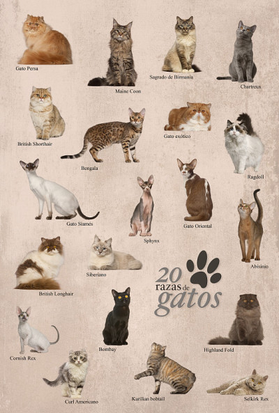 西班牙语的猫品种海报