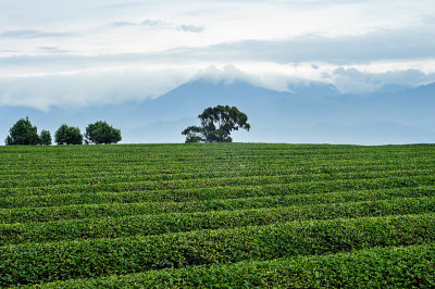 茶领域