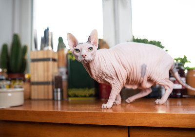 无毛猫sphynx
