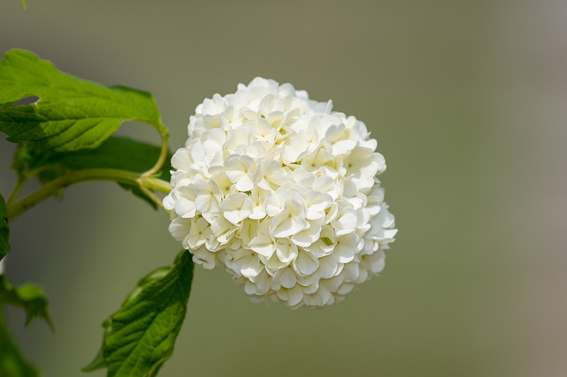 荚莲属的植物opulus