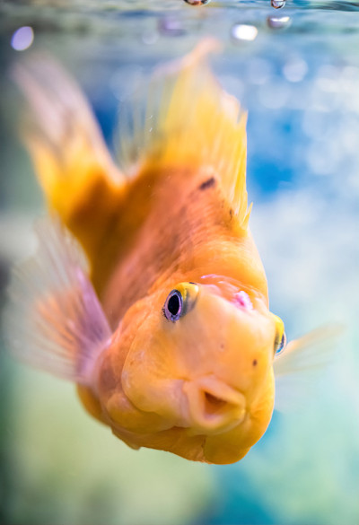 红鹦鹉慈鲷科在水中水族馆