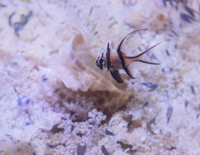 骄傲的鲤鱼，Pterapogon kauderni