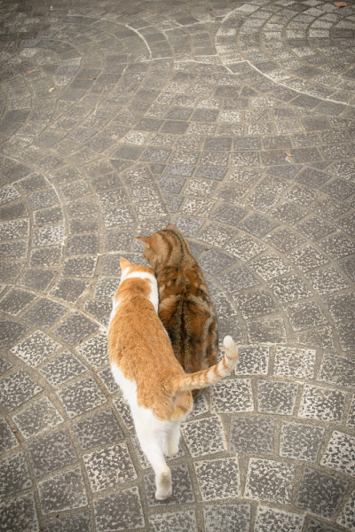 Two cats snuggle