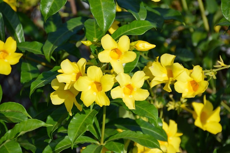 自然花园中黄色的Allamanda cathartia花