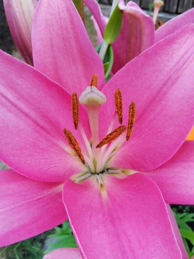 雌蕊和雄蕊