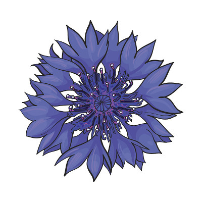 开矢车菊开花，俯视图，素描风格矢量插图