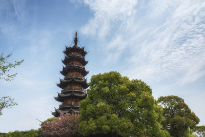 龙华宝塔在春天盛开着樱花。上海。中国
