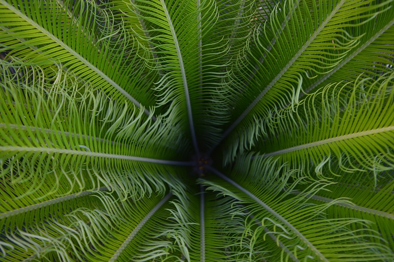 苏铁撤销jardim植物