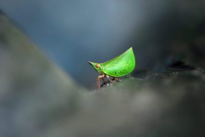 青勺蜡蝉