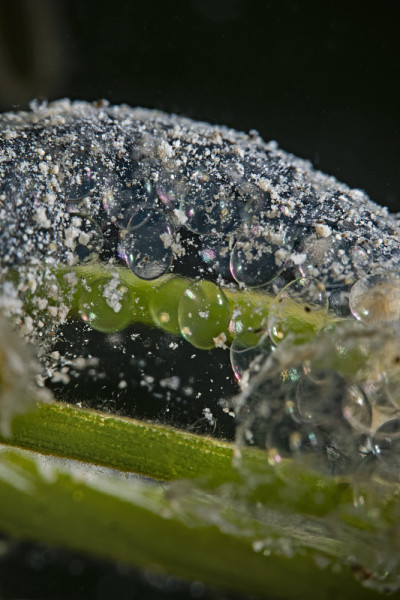 池塘蜗牛蛋，泥蜗牛的蛋
