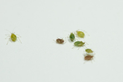 蚜虫