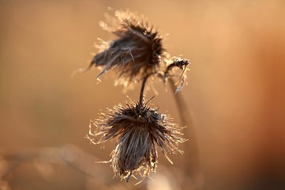 日落时金色草地的自然保护区