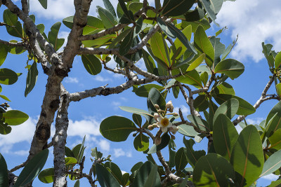 Veadeiros的Chapada dos Veadeiros