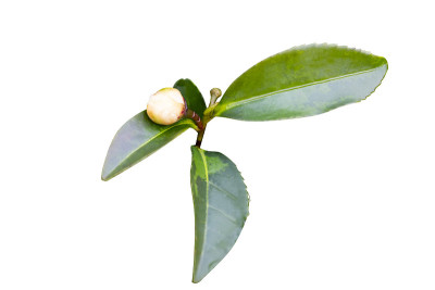 茶树在灌木的上部叶子上。树枝上的绿茶叶子