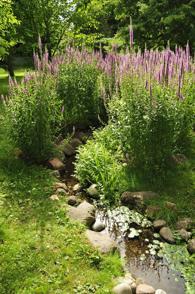 粉色astilbe