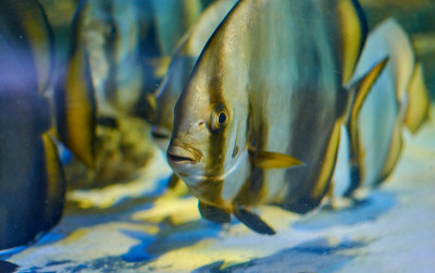 Teira蝙蝠鱼在水族馆里游泳