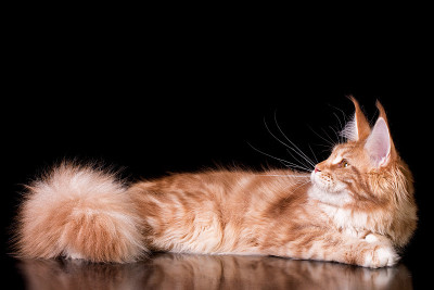 黑色背景上的缅因猫。