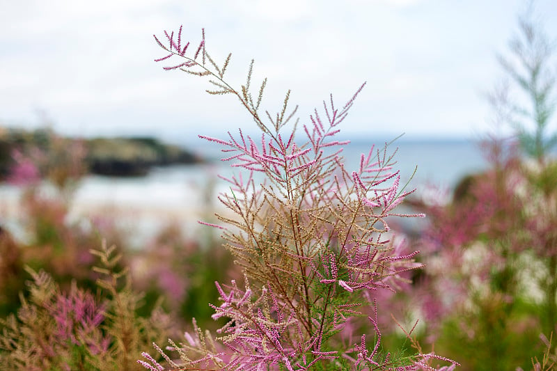 海滨花园的花。