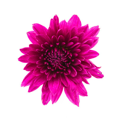 紫色的花