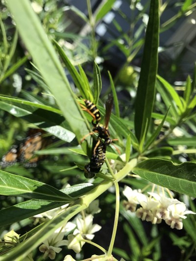 黄蜂吃黑脉金斑蝶的毛虫皮