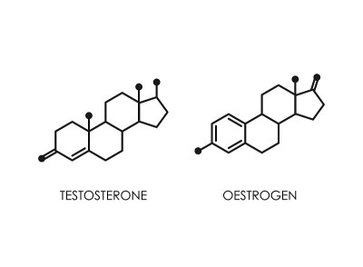 睾酮和雌激素的分子结构。彩色线图标孤立在白色背景。
