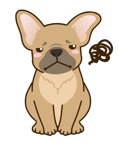 不满的法国斗牛犬(浅黄色)