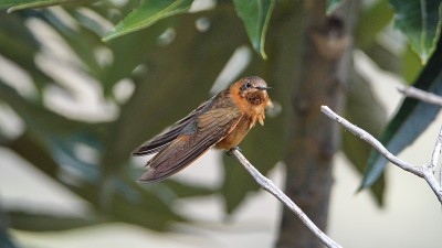 闪亮的阳光蜂鸟