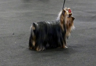 的犬
