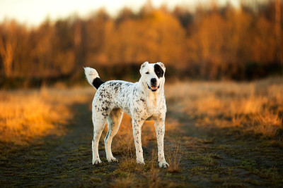 户外中亚牧羊犬肖像