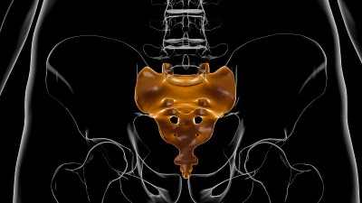 人体骨骼解剖骶骨3D渲染