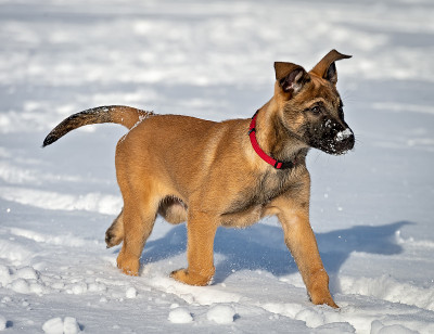 一只红色项圈的比利时牧羊犬在雪地上奔跑