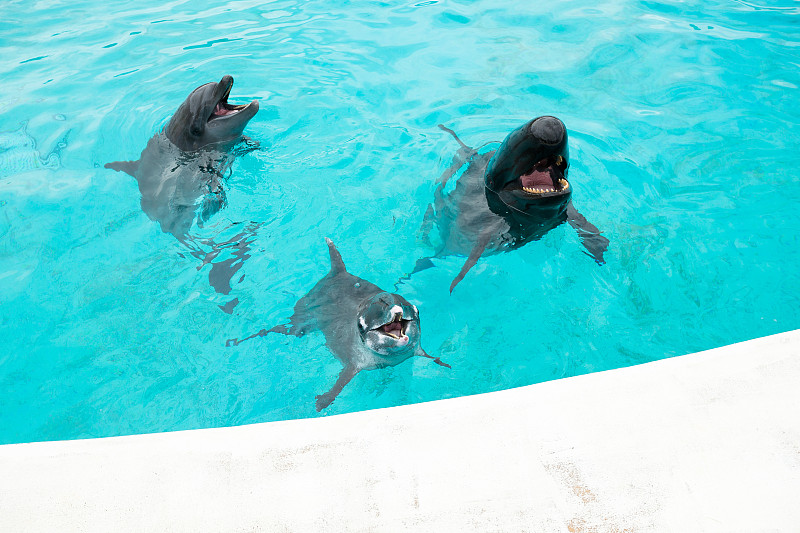 海豚在水族馆