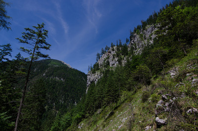 陡峭的山坡上有树木