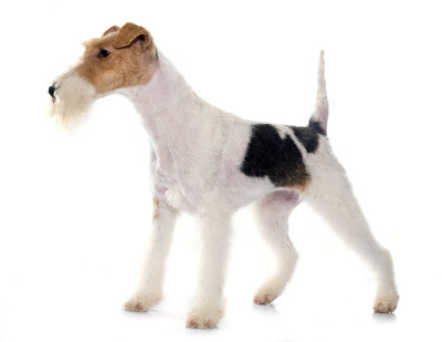 福克斯纯种犬