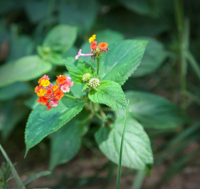 卡马拉Lantana