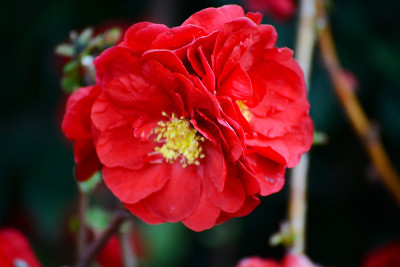 贴梗海棠开花