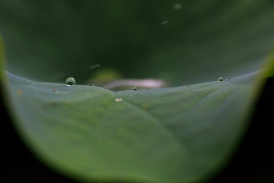 莲花