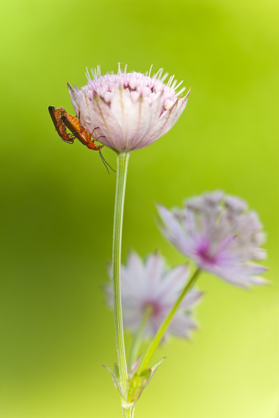 交配的甲虫，花上的Rhagonycha fulva