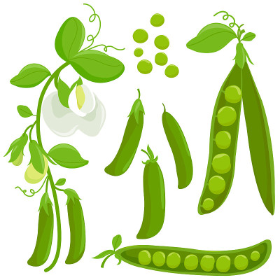 新鲜的绿豌豆收藏。矢量图