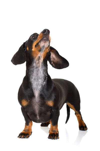 腊肠犬或香肠犬抬头看