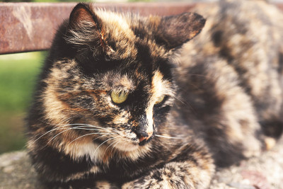 家庭虎斑猫的特写