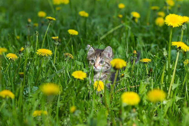 在蒲公英花丛中的空地上，小猫龟甲的颜色