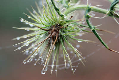 牛蒡(牛蒡)，水滴和蜘蛛网