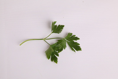 欧芹分支